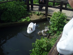 Swan and Cygnets